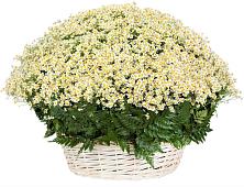 Цветочная композиция из Ромашки в корзине #REPLACE_PRED# Константиново Сергиево-Посадского района